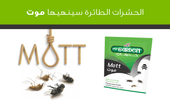 mott